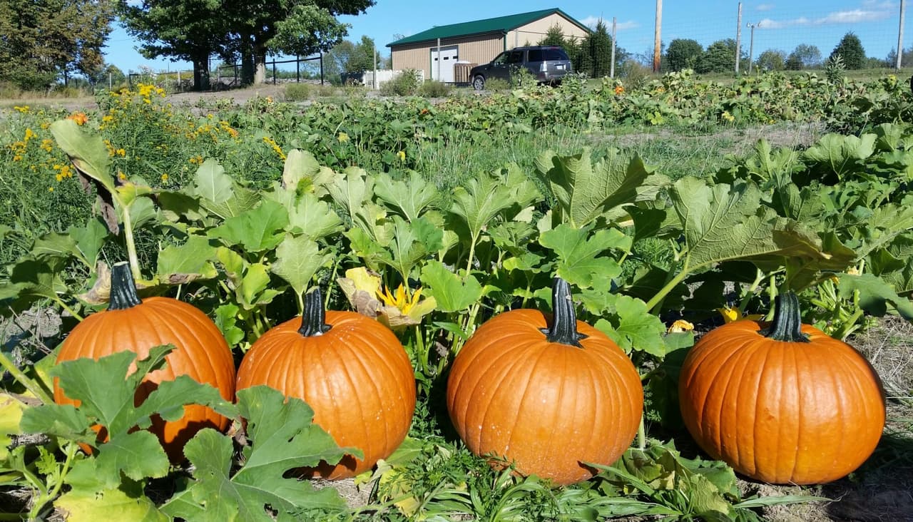 <a href=" http://www.robafamilyfarms.com/"><b>Roba Family Farm</b></a>
<br>En esta granja del condado de North Abington en Pensilvania puedes encontrar tu calabaza (gigante) e ideal para llevar a casa. El lugar ofrece facilidades para organizar fiestas de cumpleaños, atender grupos de estudiantes y otras celebraciones.