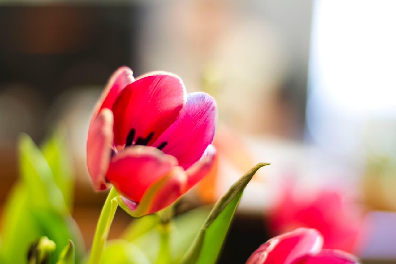 David Ríos captó lo que pasa detrás de bambalinas en Univision Austin.