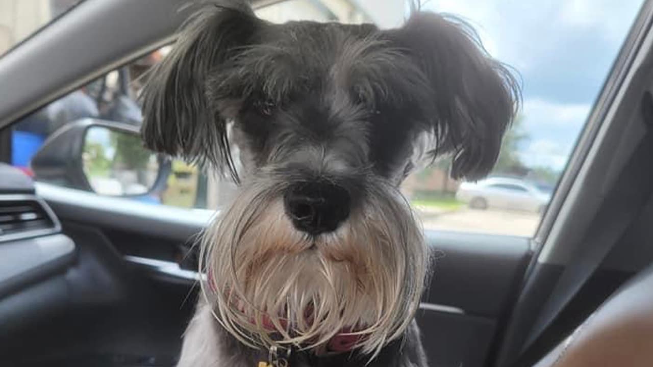 Si tu mascota se pierde, al escanearle el microchip aparecerá un código único en un aparato que tiene la policía de Houston que dirá quién es el dueño y su número de teléfono.