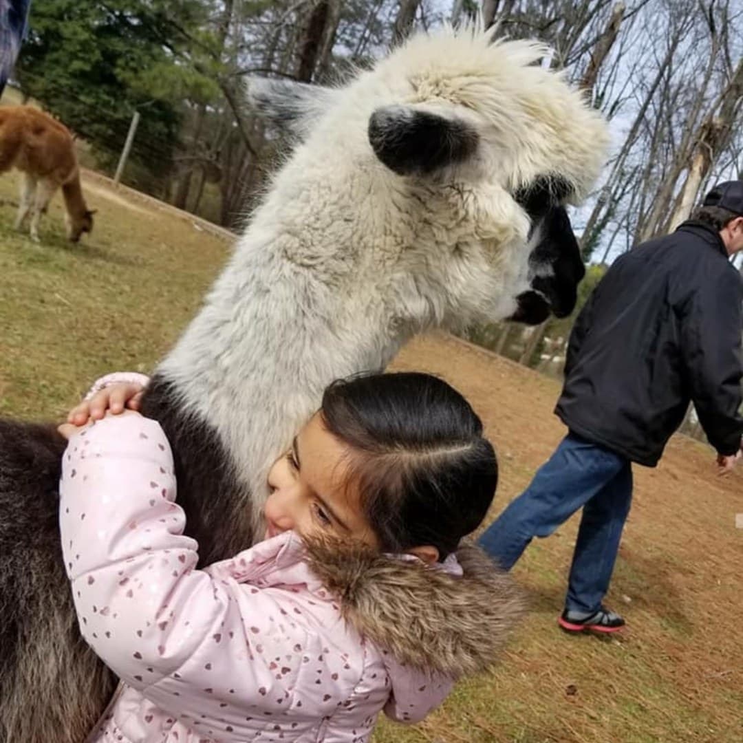 <b><a href="https://cwafarm.com/">Creekwater Alpaca Barn Tours (hasta el 29 de mayo):</a></b> Trae a la familia y disfruta acariciando a las alpacas en su corral, conejos, cabras y cerdos también.