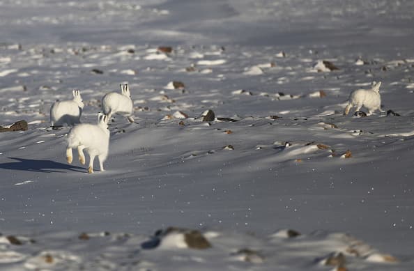 Unas liebres corren cerca de la base aérea Thule. (Mario Tama/Getty Images)