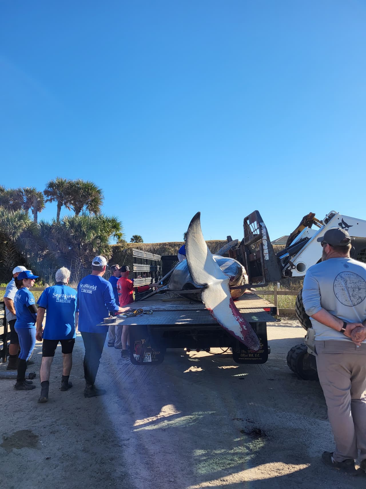 La ballena asesina de más de 7,000 libras de peso y 21 pies de largo fue localizada la mañana del 11 de enero al sur de Jungle Hut Park en Palm Coast, de acuerdo con informes iniciales del Alguacil del condado Flagler. La Administración Nacional Oceánica y Atmosférica señaló a través de un comunicado que la ballena era una hembra de edad adulta y que no tenía algún indicio de interacción con humanos o golpes, además se detectaron algunos "signos de enfermedades". Los detalles de la causa de la muerte de la ballena asesina que apareció en la costa de Florida serán dados a conocer una vez que se concluya la necropsia y los estudios de laboratorios correspondientes.