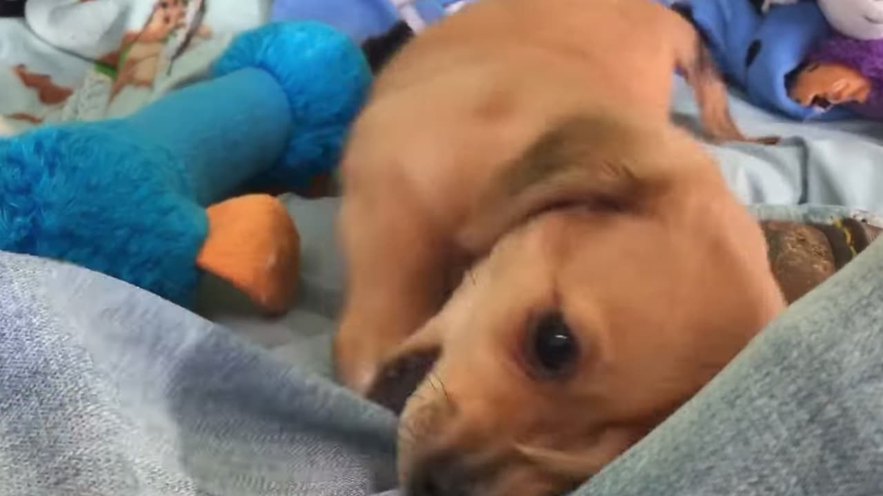 El rabo extra no será removido de la mascota, además el veterinario informó que el perrito está muy sano.