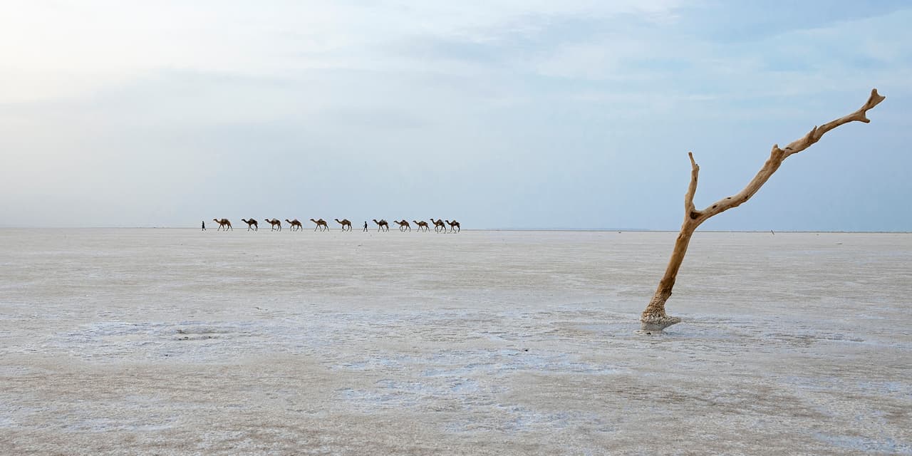 Sal y camino. Se ve avanzar una caravana de sal sobre el desierto de Danakil en Etiopía. Este salar, el lago Karum es considerado uno de los sitios más inhóspitos del mundo. Aquí, los Afar recolectan la sal que transportan a camello en largas caravanas hasta la región montañosa de Tigray donde la venden.