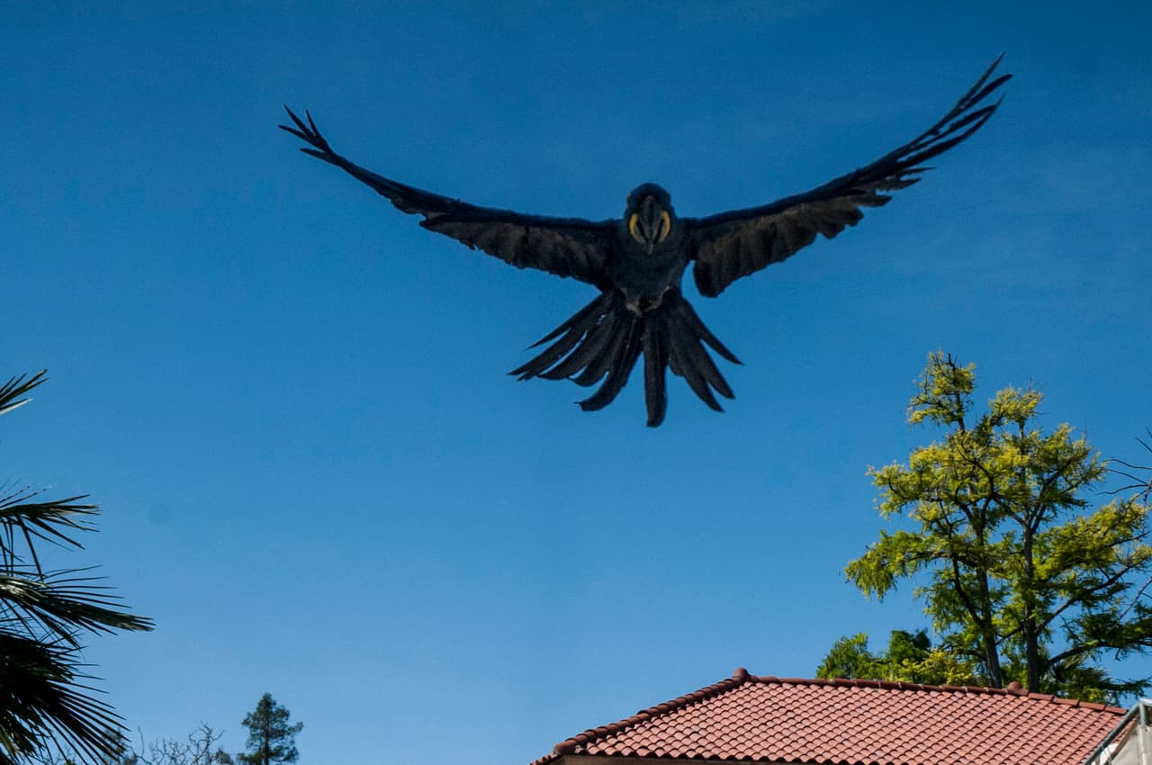 El show de aves fue uno de los favoritos durante el Festival de los Niños 2017