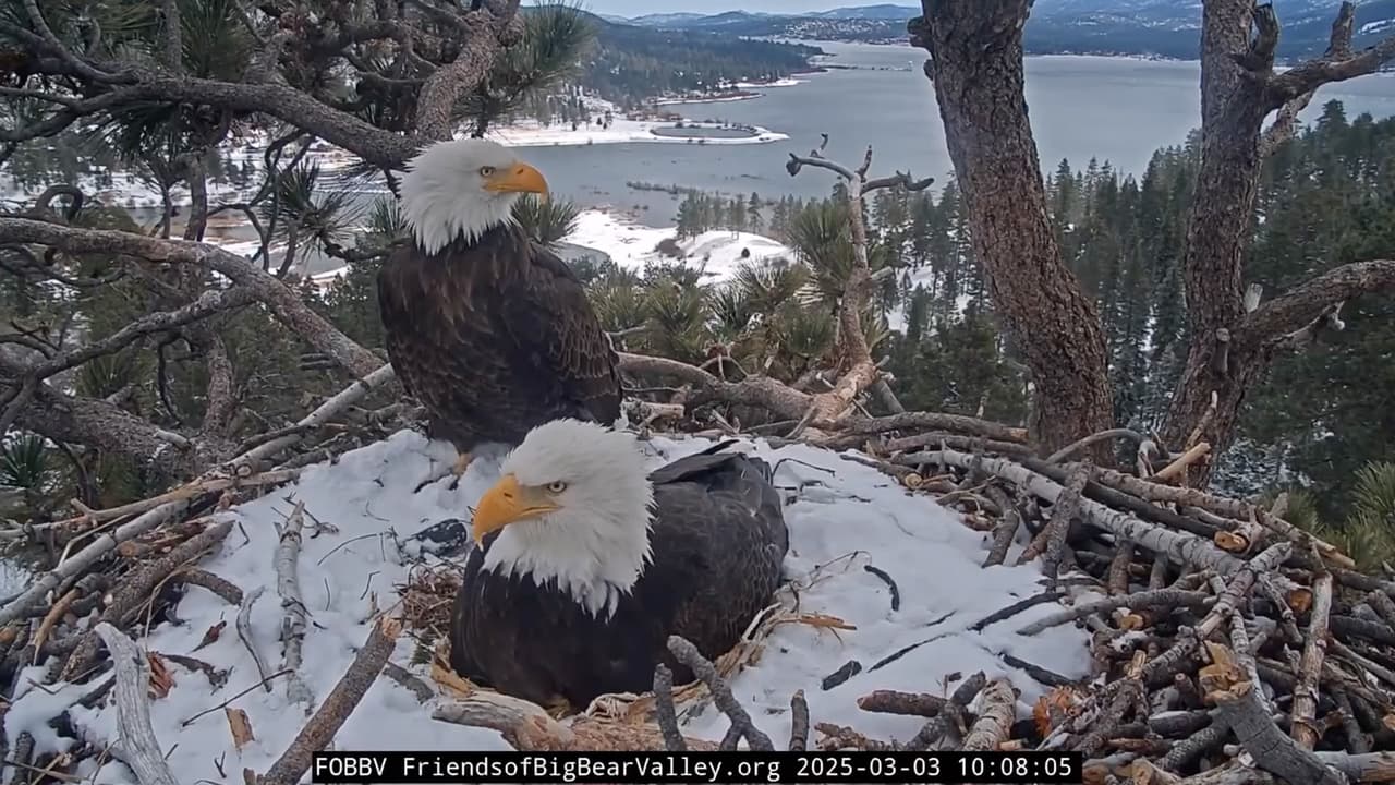 Jackie y Shadow mostraron una dedicación incansable, alternando turnos para
<b> mantener calientes a sus crías mientras el tercer huevo seguía su proceso</b>, acercándose poco a poco a su gran momento.