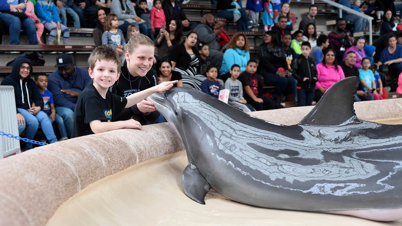A la 1:00 PM, se podrá interactuar con delfines durante una presentación.