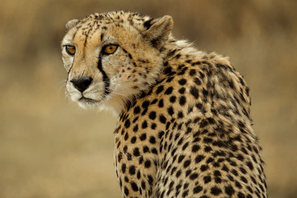 El guepardo es el mamífero terrestre más rápido del mundo. Según expresan los expertos en publicaciones como Nat Geo, su capacidad de aceleración, que dejaría clavados a la mayoría de los automóviles, le permite pasar de 0 a 96 kilómetros por hora en apenas tres segundos. Este gran felino es sumamente ágil cuando se mueve a gran velocidad y es capaz de hacer giros rápidos e inesperados persiguiendo a su presa. Pese a su velocidad, este animal se enfrenta a la périda de hábitat y de presas para alimentarse.