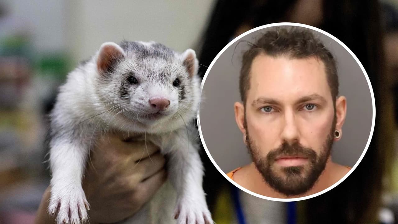 Usaba hurones como señuelo: Detienen a presunto depredador sexual en Clearwater