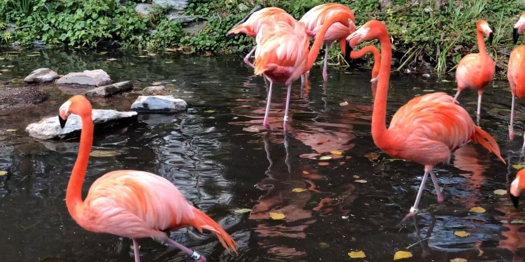Los polluelos nacen con un plumón de color blanco, conforme crecen y se convierten en juveniles, su plumaje se torna grisáceo. Finalmente alcanzan su coloración rosada cuando son adultos.
<br>