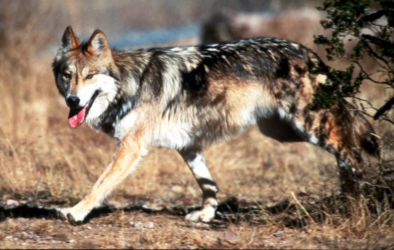 Lobo gris mexicano.