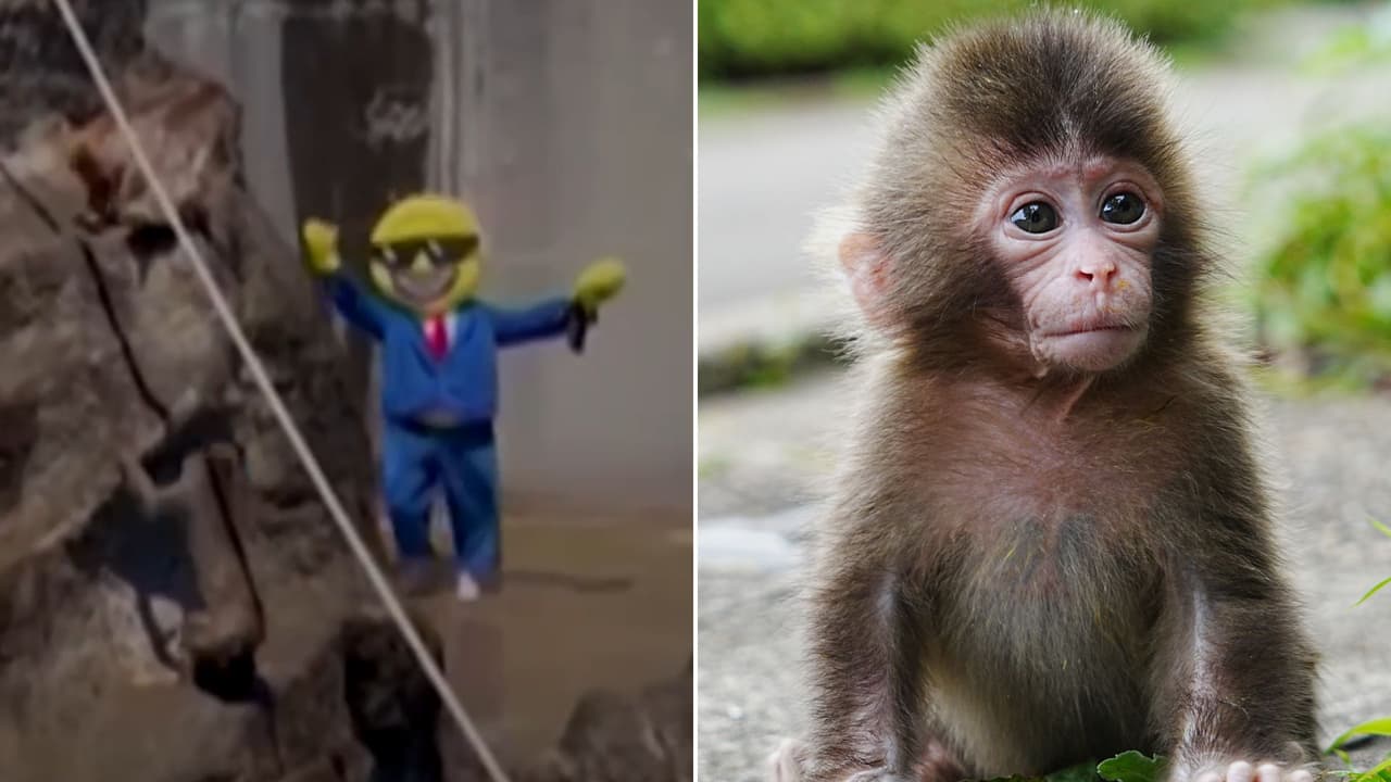 Detienen a dos estadounidenses en Japón por invadir el hábitat del mono Punch en el zoológico de Ichikawa