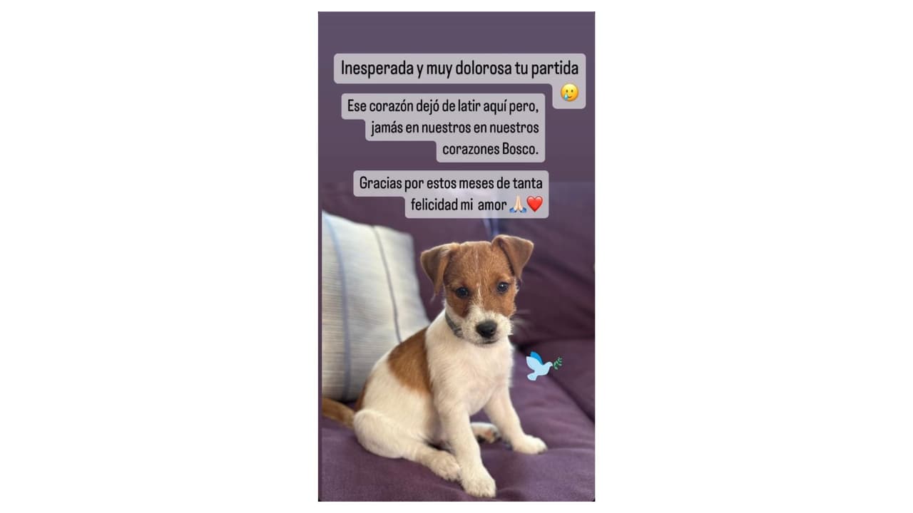 Bosco perdió la vida a meses de haber llegado a la familia de Chantal Andere.