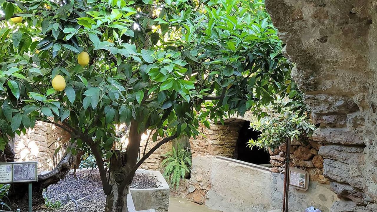 Los áboles plantados en la vivienda subterránea tienen más de 90 años. El inmigrante italiano realizó pequeños innjertos en ellos, desde los cuales pudo obtener tres diferentes cítricos desde un sólo árbol.