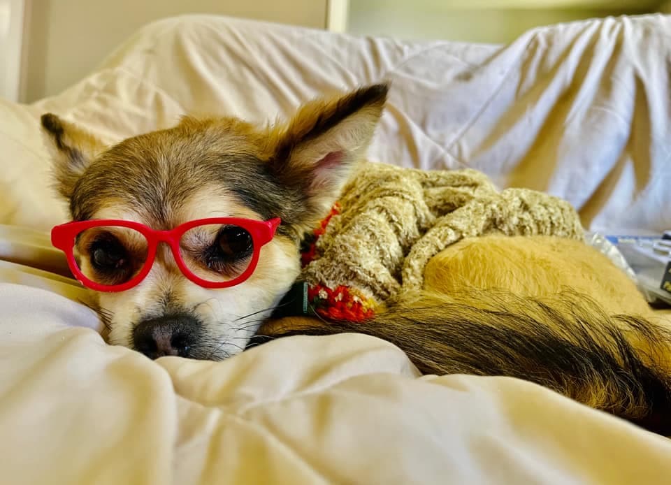 Día Nacional de las Mascotas