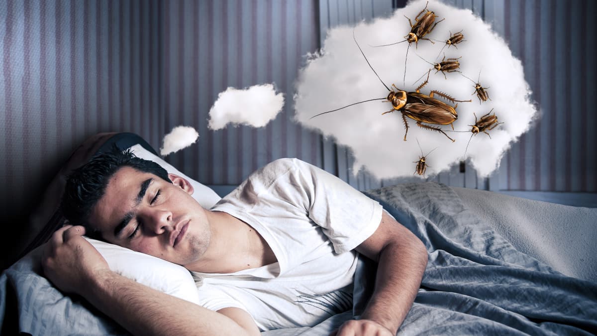 Soñar con cucarachas para muchos puede resultar inquietante, porque además de ser un insecto que puede provocar miedo y repulsión, son sinónimo de suciedad y podredumbre.