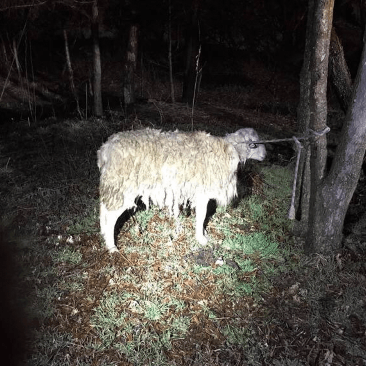 Unos días antes, policías encontraron a este borrego empapado y atado a un árbol en un parque de Coney Island en Brooklyn. Fue nombrado “Officer Cal” en honor al agente Danny Calamine que lo rescató. Aún no se sabe cómo terminó ahí el animal o quién lo pudo haber amarrado.