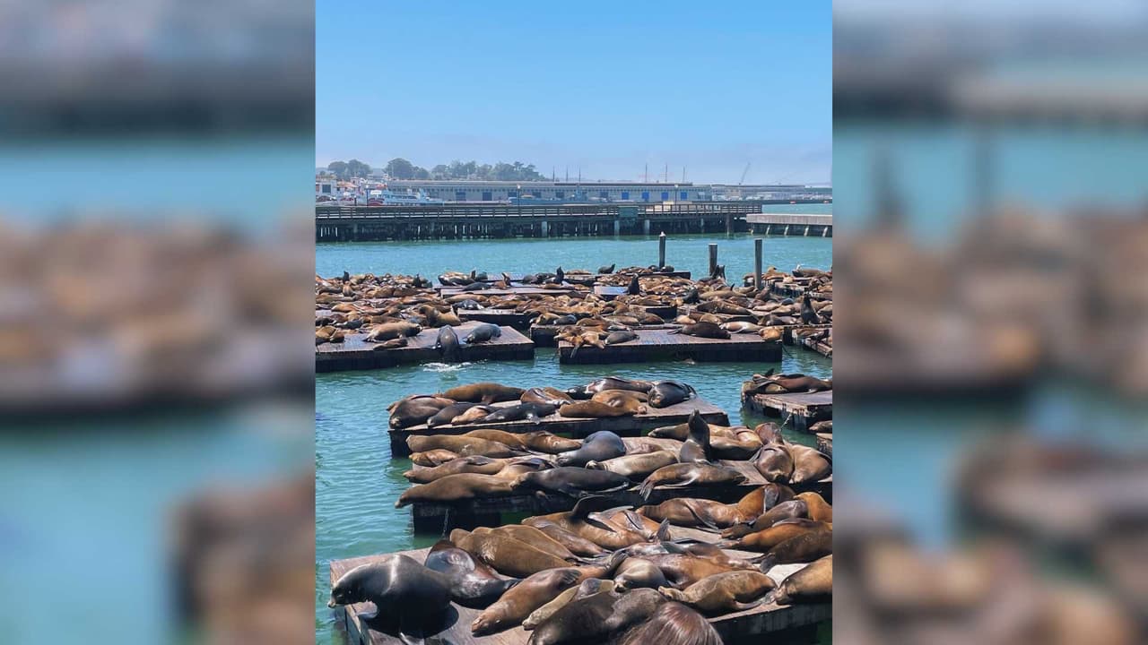 Se cree que este incremento se debe a la abundancia de alimento, específicamente de anchoa, proveniente de las Islas Farallón, ubicadas al oeste del puente Golden Gate.