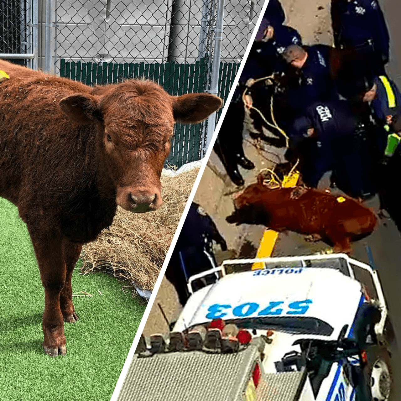 Este ternero fue encontrado corriendo cerca de la autopista Major Deegan el 19 de marzo. Los policías batallaron para atrapar al animal, pero finalmente lograron tomarlo en su custodia, lo esposaron a un poste cerca de la salida del estadio de los Yankees en El Bronx. La pequeña vaca fue llevada a un refugio de animales en Nueva Jersey, pero no sin antes recibir un nuevo apodo: “Major Deegan”.