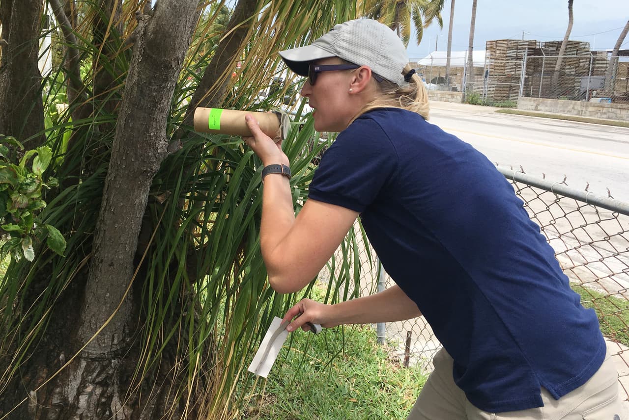 Una trabajadora de Florida Keys Mosquito Control District libera mosquitos transgénicos.