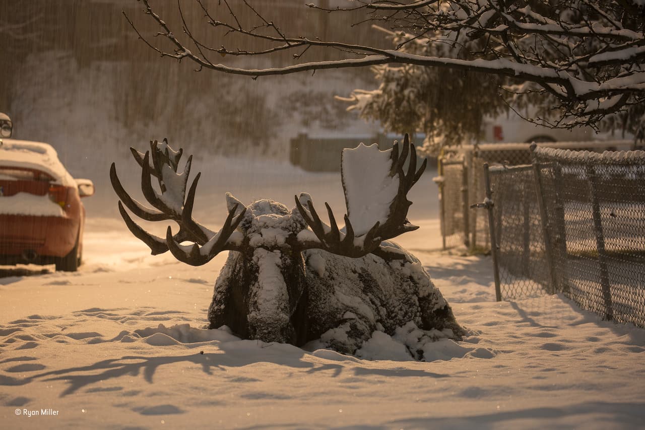 Los alces no son extraños a la ciudad de Anchorage, Alaska. Este gran animal es conocido como Hook, y el fotógrafo Ryan sabía desde el año anterior que podría verle y a sus magníficos cuernos en los próximos días. Por eso estaba atento y pudo capturar esta escena en una fuerte nevada mientras el resto de la ciudad dormía.
<br>
<b>Fotografía: Ryan Miller / Museo de Historia Natural</b>