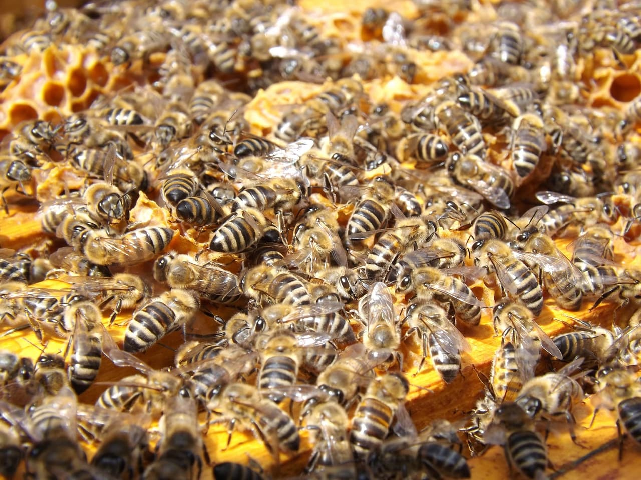 Investigan la causa de muerte de más de 60,000 abejas en Massachusetts