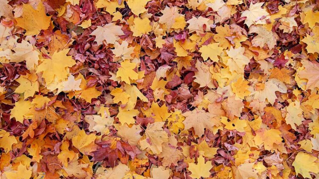 También podrás disponer de desechos de jardín como pasto cortado y hojas.