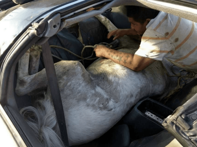 Durante el interrogatorio, el dueño del caballo cayó en algunas contradicciones,
<b>no pudo comprobar su propiedad</b>, ni que en verdad lo llevara al veterinario, por lo que el animal fue dirigido a Control Animal y se evaluará un castigo para el conductor por maltrato animal.