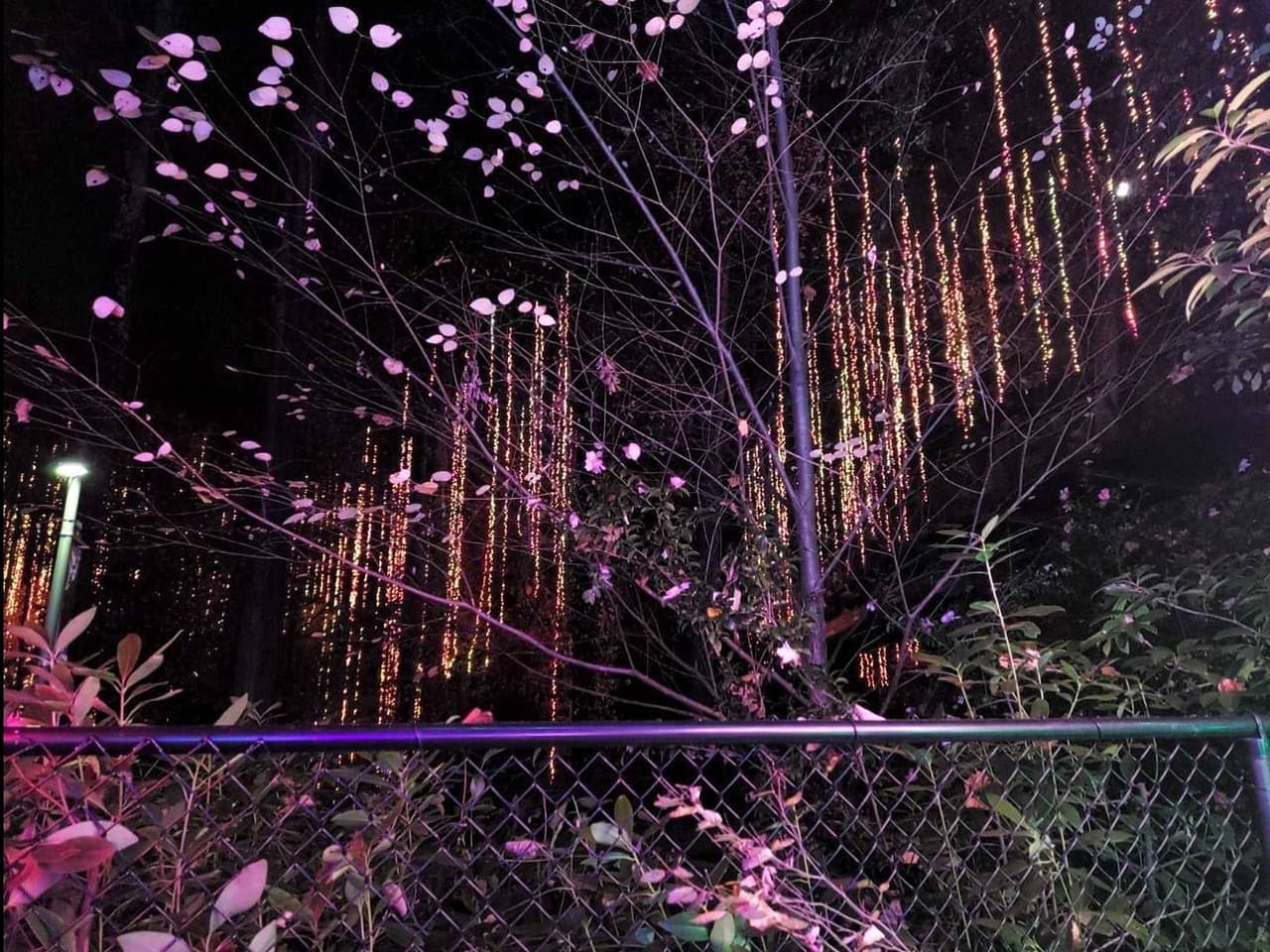 Luego de la suspensión por la pandemia, el espectáculo votado como uno de los mejores de la temporada, volvió con la iluminación que en años anteriores ha fascinado a multitudes.