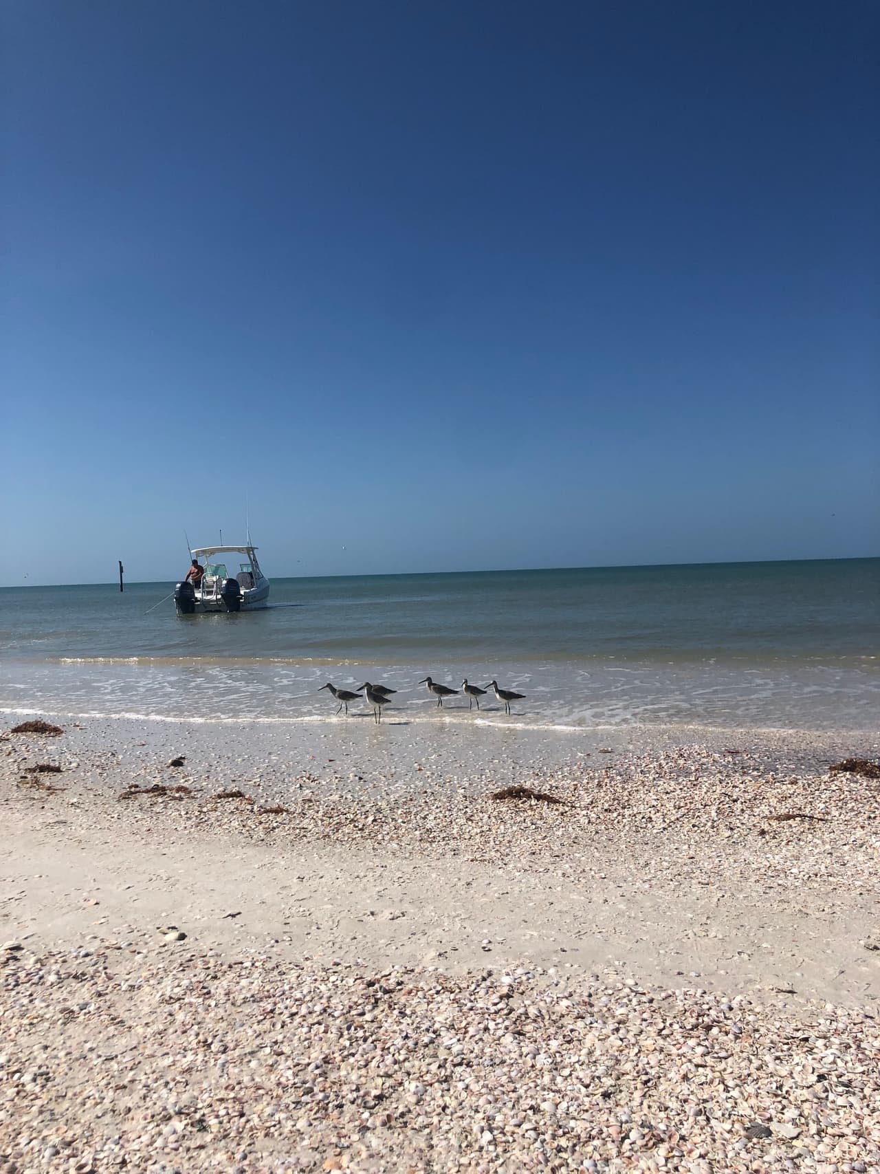 Aunque la gran cantidad de aves presente en la playa de Clearwater pueda acercarse a ti en busca de comida, se recomienda no alimentarlos, debido a que pueden enfermar y morir, nuestra comida no es apta para ellas.