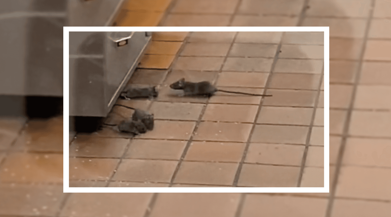 Cierran famoso restaurante de comida rápida tras denuncia de presencia de ratas