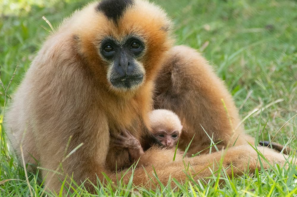 El pasado 4 de septiembre nació en el Zoológico de Miami un simio gibón mejillas blancas, el segundo de esta especie en peligro de extinción que llega al mundo en el zoo.