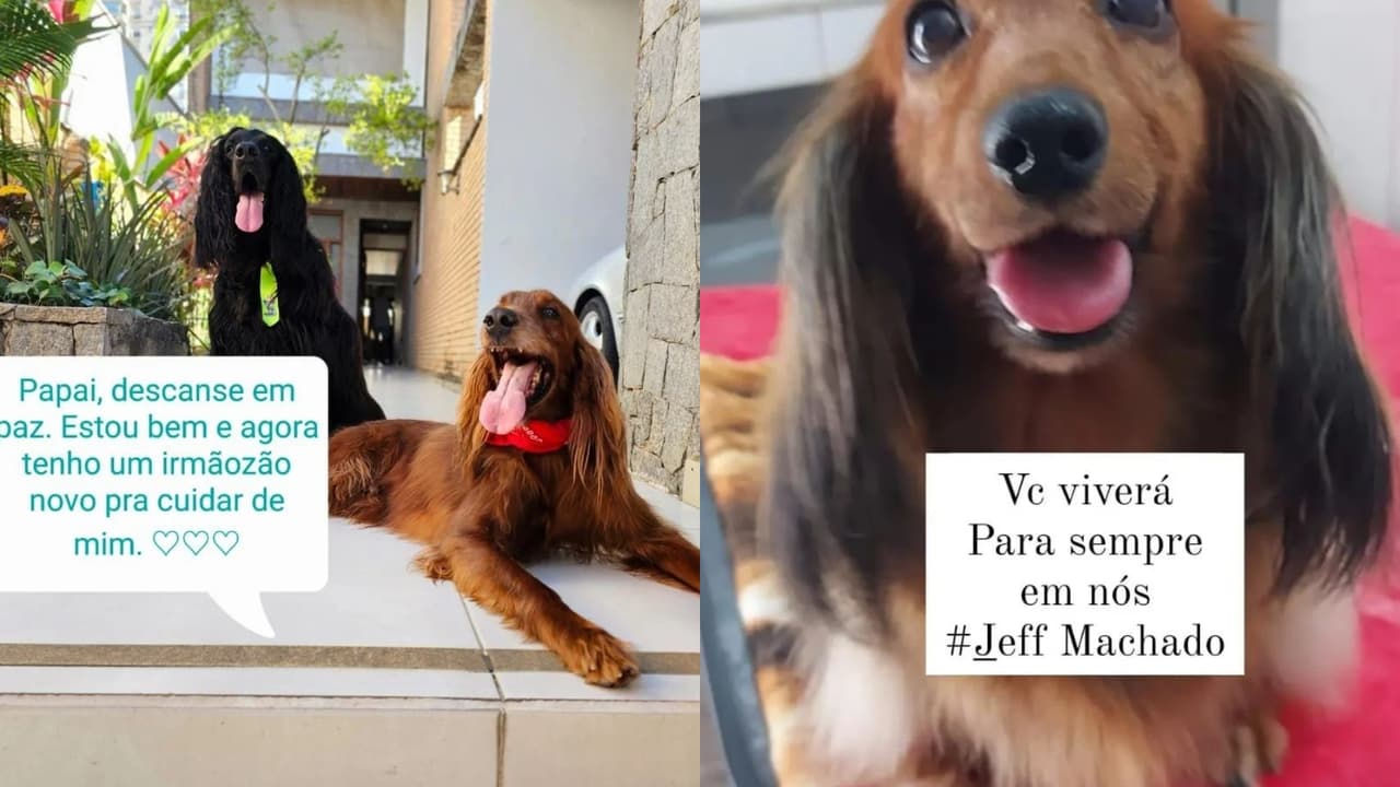 Estos fueron parte de los mensajes de despedida que aparecieron en la cuenta de Instagram de los perros del fallecido Jeff Machacho. Según O Globo, el perfil es ahora manejado por un "amigo" del actor.