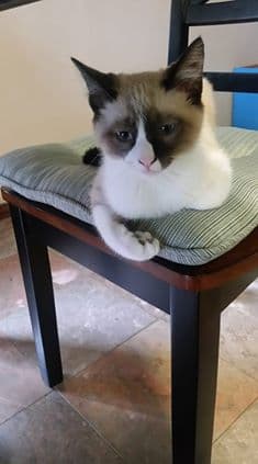 Toby responde a su dueña Yessenia.