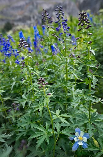 <b>Larkspur: </b>Estas plantas con flores son altamente venenosas y representan una gran amenaza tanto para las mascotas como para los humanos. Incluso, una pequeña cantidad de la planta puede matar a un humano.