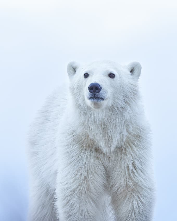 <b>Un cachorro de oso polar</b>
<br>
<br>Esta imagen tomada en Canadá fue una de las ganadoras del concurso. Su autora es de Estados Unidos.
<br>