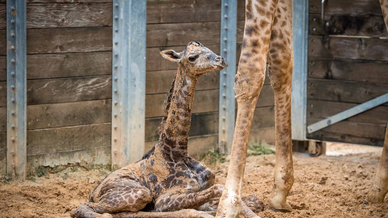 Conoce la nueva integrante del zoológico de Houston: una jirafa Masai