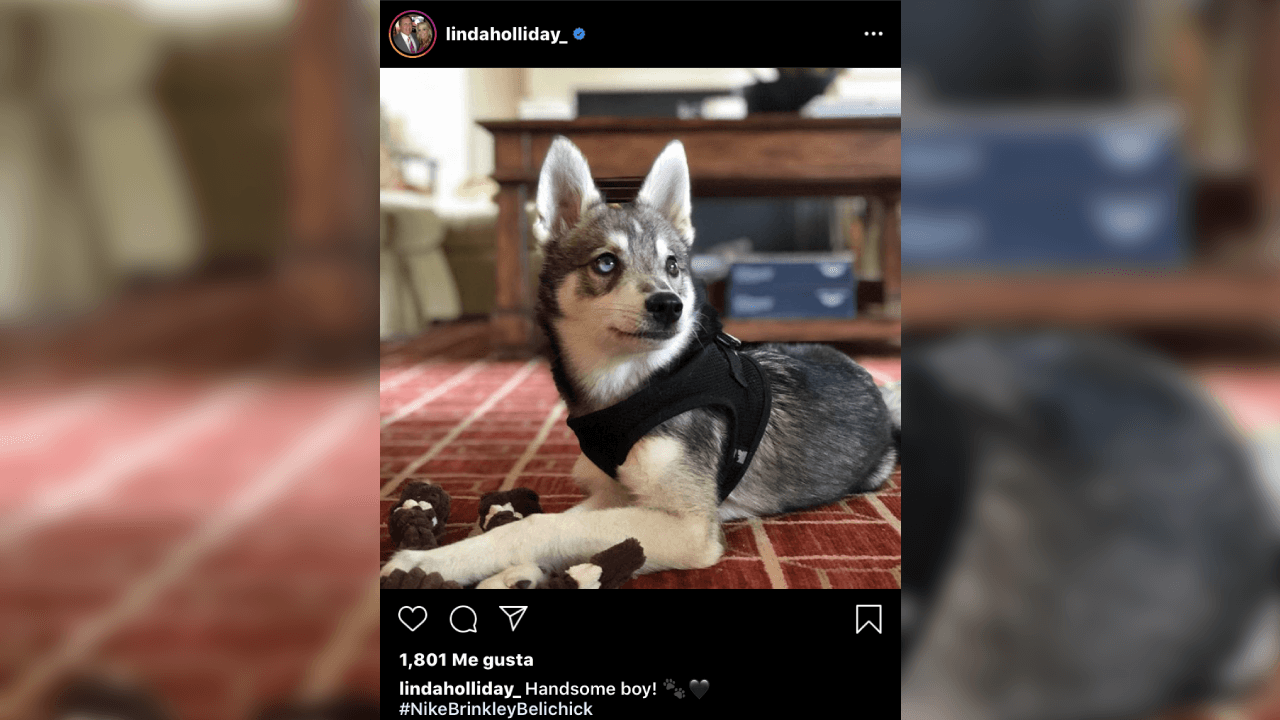 En la cuenta de la red social de Instagram Linda, ha subido fotografías de su amada mascota. ¡Él es Nike!