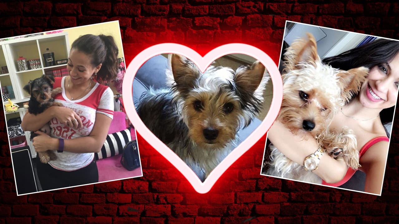 El Bueno, La Mala y El Feo te invitan a adoptar una mascota