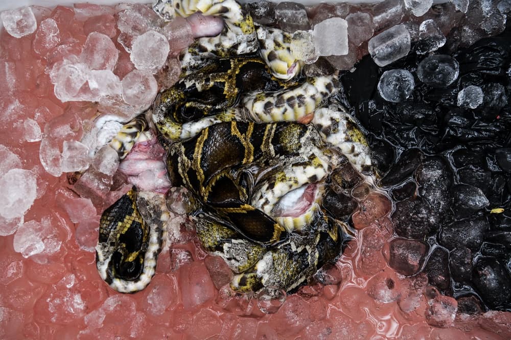 "Amo las serpientes, me gusta atraparlas, las admiro, son hermosos animales, pero tenemos que matarlas porque no hay otra opción", aclara la mujer de 43 años.