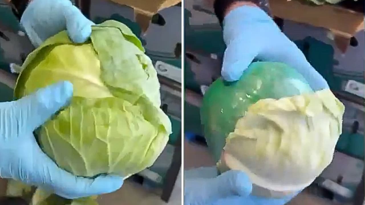 No era repollo: decomisan 2,000 libras de metanfetamina ocultas en un cargamento en Texas