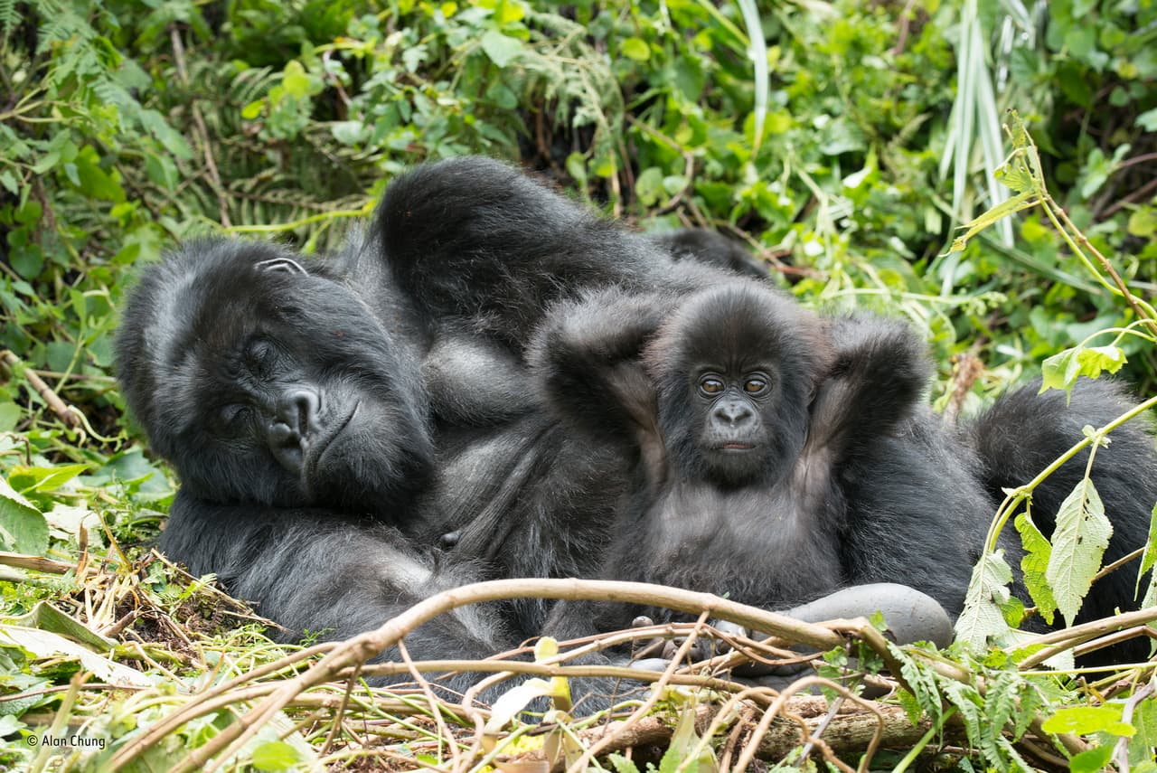 Después de más de dos horas de caminata con guardaparques en el parque nacional Volcanoes, de Ruanda, el fotógrafo Alan Chung se encontró con el grupo familiar "Hirwa" (vocablo que significa "el afortunado"). Este grupo de 16 gorilas de montaña está dirigido por un solo fuerte espalda plateada. Se alimentaban de brotes de bambú jóvenes y se relajaban en un lugar frondoso y abierto.
<br>
<b>Fotografía: Alan Chung / Museo de Historia Natural</b>