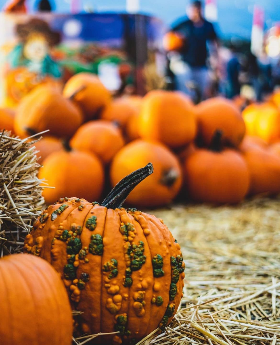 <b>Shawn’s Pumpkin Patch</b>
<br>Este campo de tres acres en el oeste de Los Ángeles contiene desde juegos de carnaval para la familia hasta un tren para 12 personas que recorre todo el huerto. También tiene una pared de roca para los pequeños y paseos en pony.
<br>
<br>
<b>Dónde: </b>
<a href="https://maps.apple.com/?q=34.04397%2C-118.4551">11650 Santa Monica Blvd., Los Angeles, California 90025</a>
<br>
<b>Horario:</b> Hasta el 31 de Octubre, a excepción de los lunes
<br>
<b>Costo:</b> La entrada es gratis, algunas actividades adicionales pueden costar desde $4 o más.