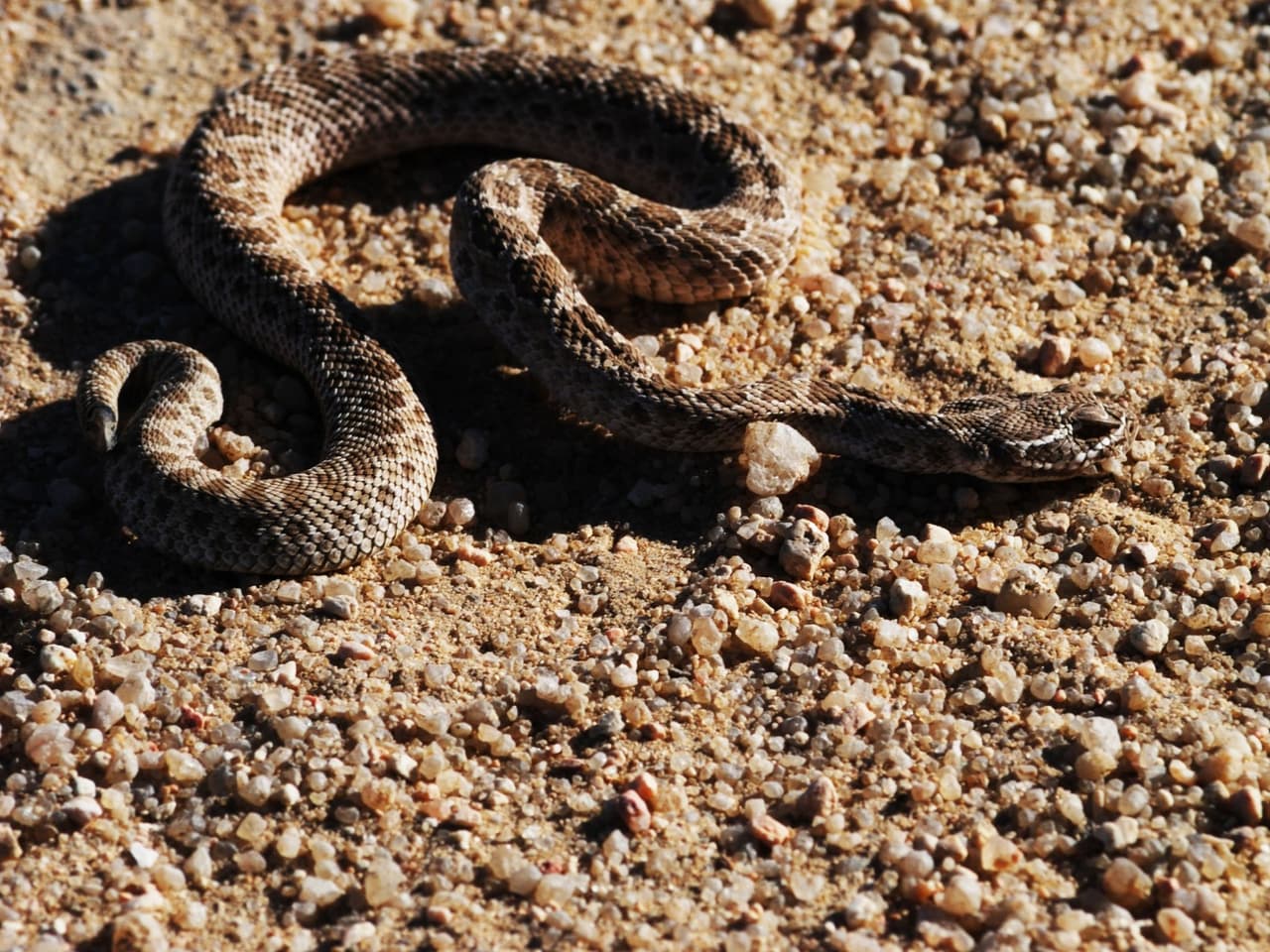 También se hallan debajo de montones de madera donde los roedores pueden esconderse y en zonas donde pueden tomar el sol.
<br>