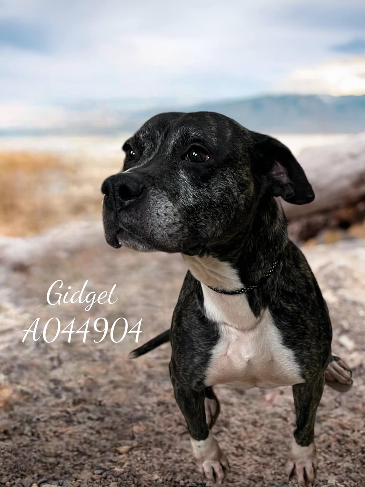 “Mya, Finn, Atlas, Max, Hooch, Woodson, Bobby, Gidget, Mickey y Shilo necesitan tu ayuda”, publicó el refugio.