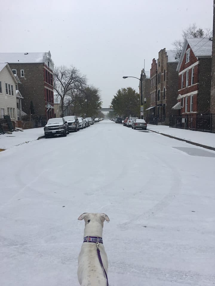 La Ciudad de los Vientos se pintó de blanco este viernes con la primera nevada del año que dejó un poco de acumulación en las calles y nos regaló fotos que parecen salidas de una postal.