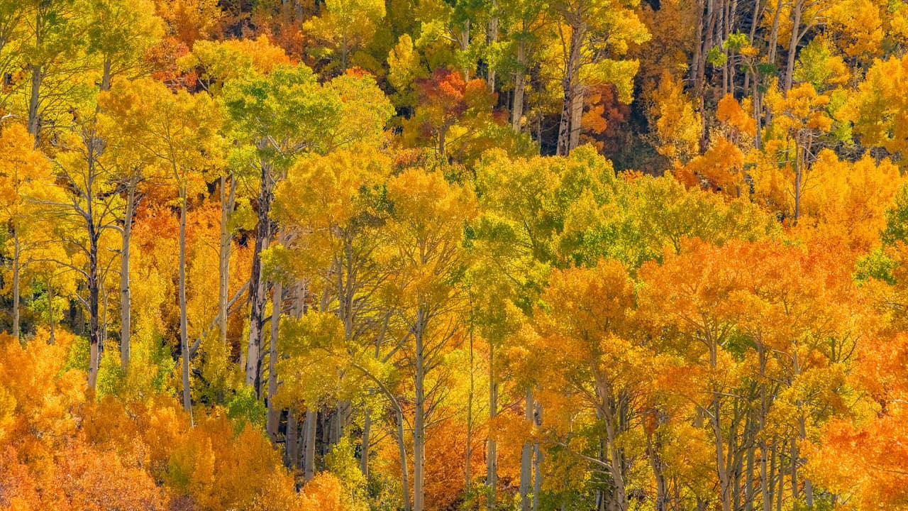 <h2 class="cms-H2-H2">Bishop Creek Canyon</h2>
<br>
<br>Si quieres ser testigo de un paisaje que mezcla los tonos verdes limón con el dorado y naranja de otoño, este sitio es para ti. Durante la temporada lo mejor es
<b>caminar por los senderos boscosos del lugar</b>, los cuales te llevarán por los lagos Sabrina, North Lake y South Lake.