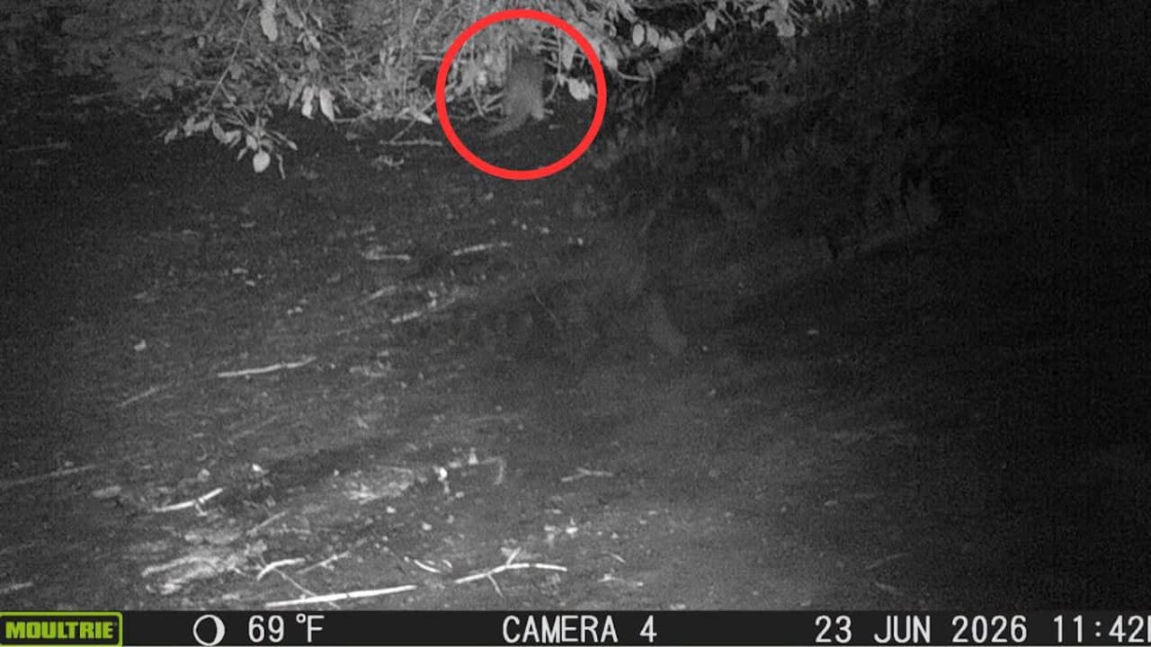 Avistan a nutria de río en el Bronx por primera vez en 100 años.