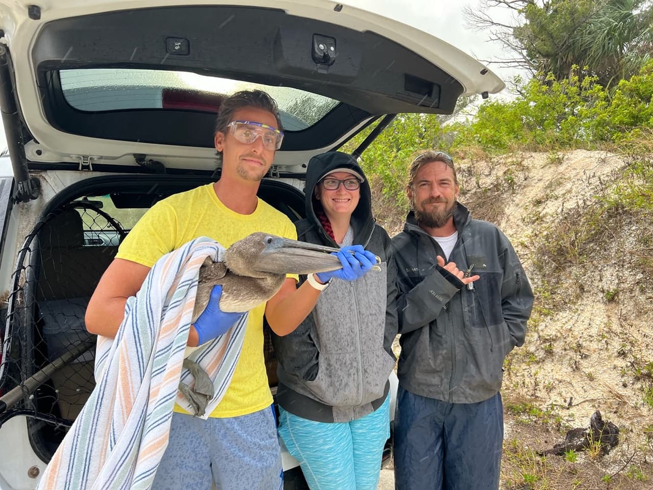 Así regresa a su hábitat este pelícano, hace una semana estaba al borde de la muerte