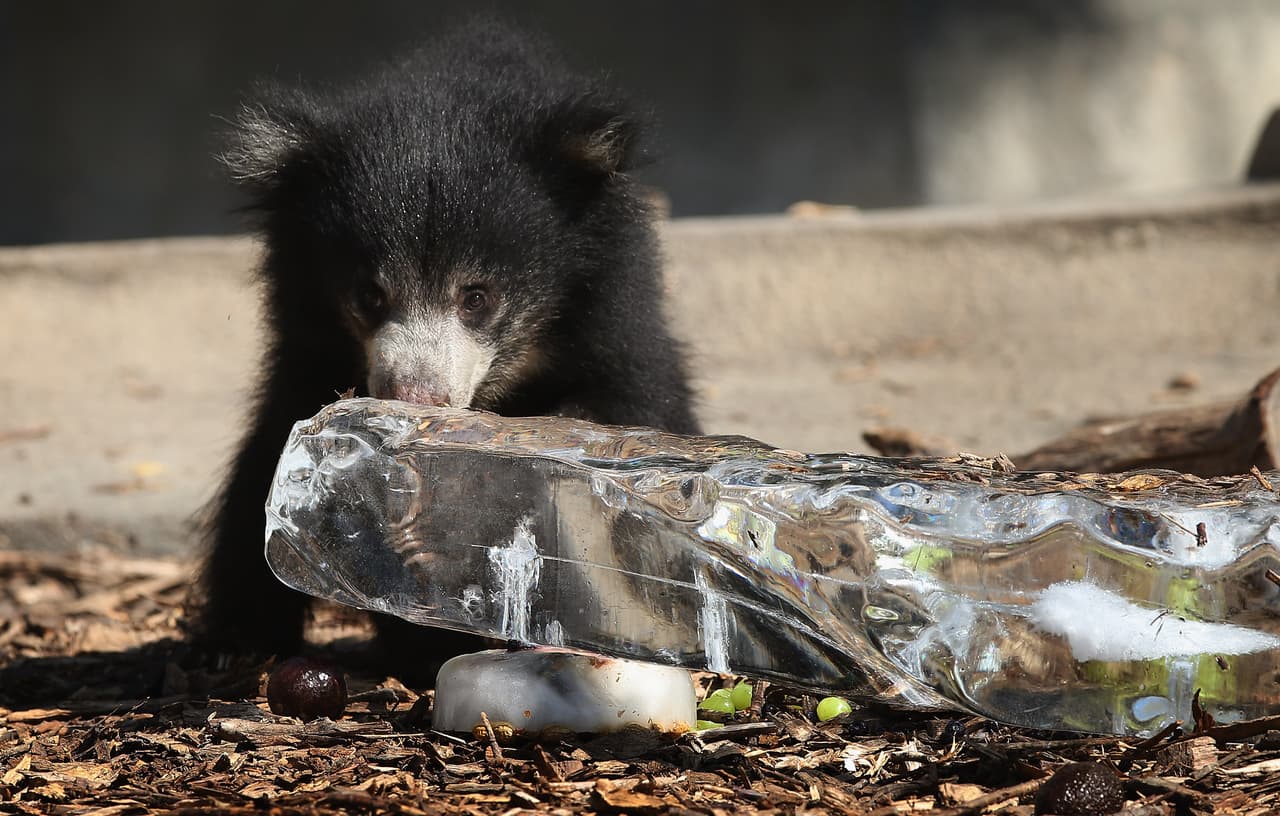 <b>Puesto 12. Sequía y ola de calor en las llanuras occidentales (53 muertes). De primavera a otoño 2013. </b>Una sequía de moderada a intensa afectó más de la mitad del área del medio oeste desde principios de año, y durante el verano
<a href="https://www.univision.com/noticias/clima/estados-unidos-se-derrite-por-el-calor">gran parte esa zona y más hacia el oeste se reportaron temperaturas récord</a>. Los daños extensos en los cultivos provocaron más de $11,000 millones en pérdidas.